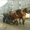 Wóz z końmi - Mateusz Roszak